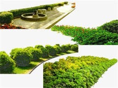 重慶園林公司 匠心獨運，構筑山城綠色生態工程